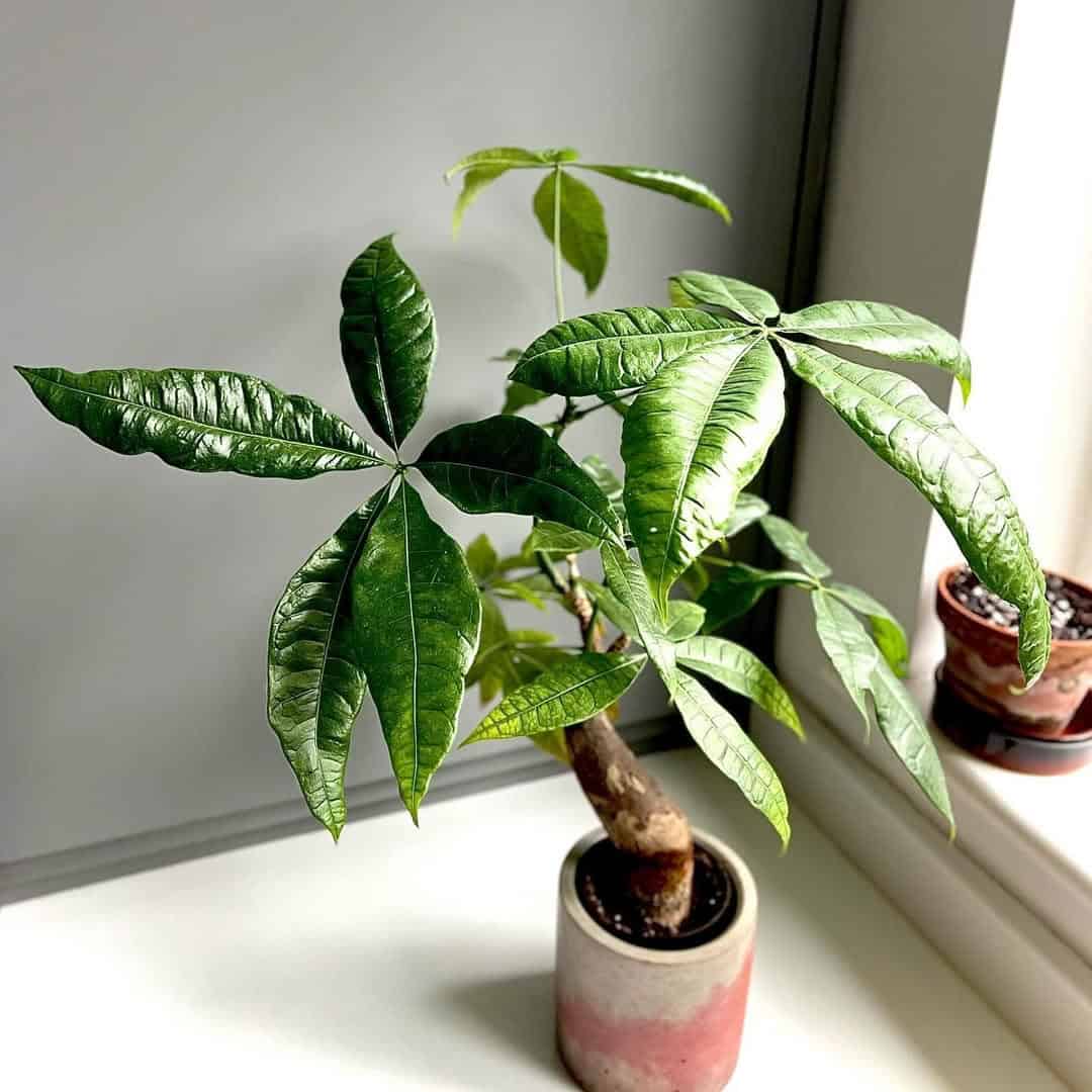 Repotting Your Money Tree A Guide To A Thriving Happy Plant